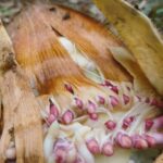 ナウシカの世界観 怒った王蟲!?