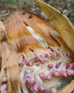 ナウシカの世界観　怒った王蟲！？