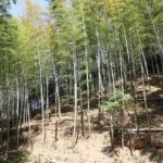 タケノコ⇒親竹に成長中！