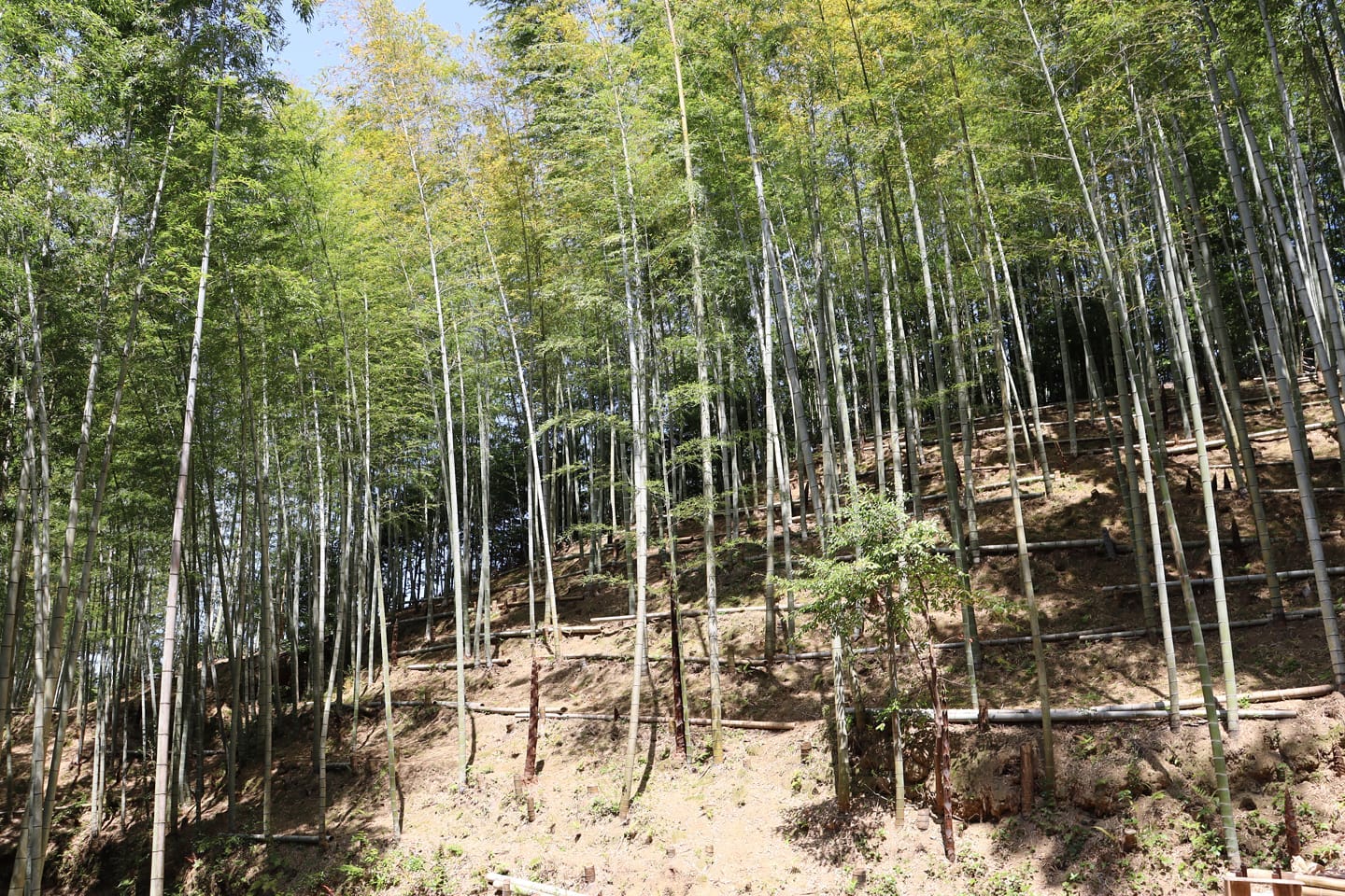 タケノコ⇒親竹暦より暑いな～と感じる日が続いていますね️どんどんでてくるタケノコ全部を収穫するかというと、そうでもありません！タケノコの一部は、掘らずに成長させて「竹」に！タケノコは、「竹の子」とも表記されるまさに竹の子ども大きくなると竹になります🤩大きくなった竹が、親となりまた次のタケノコが生えてくる今シーズンもまだまだタケノコ収穫は続きますが、竹に成長していくタケノコを見てると来シーズン以降も楽しみになってきます#たけのこ #タケノコ #たけのこ販売 #たけのこ生産 #竹林 #竹林整備 #里山 #竹 #青竹 #親竹 #阿波たけのこ農園 #筍姫