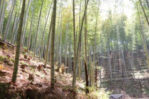 竹の子⇒若竹たち