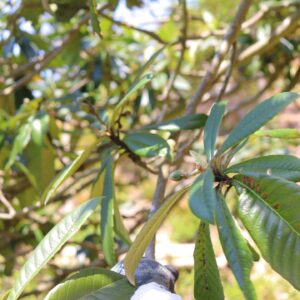 ビワの赤ちゃん