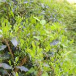 竹やぶなのにお茶も芽吹いてます(^^)
