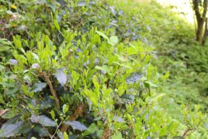 竹やぶなのにお茶も芽吹いてます（＾＾）