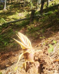 この季節にしては上物のタケノコです（＾＾）