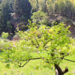 柿のはっぱ　青々