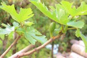 いちじく成長中！