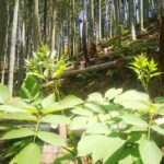 竹林の山うど