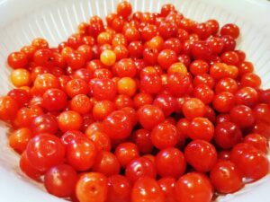 ゆすらうめの収穫