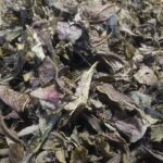 竹やぶのお茶づくり