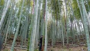 【竹林整備】竹の先止め（ウラドメ・末止め）の様子