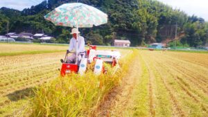 2021年は少し遅れましたが８月には稲刈り完了！