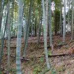 おじいさんは山へ草刈りに