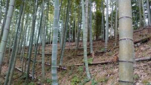 おじいさんは山へ草刈りに