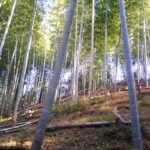 竹林整備　勢いの弱ってきた草を刈りつつ竹の間伐も進めていきます