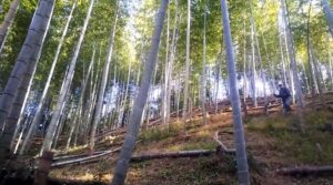 竹林整備　勢いの弱ってきた草を刈りつつ竹の間伐も進めていきます