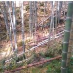 【秋の竹林整備】竹の間伐 竹をどんどん切っていきます