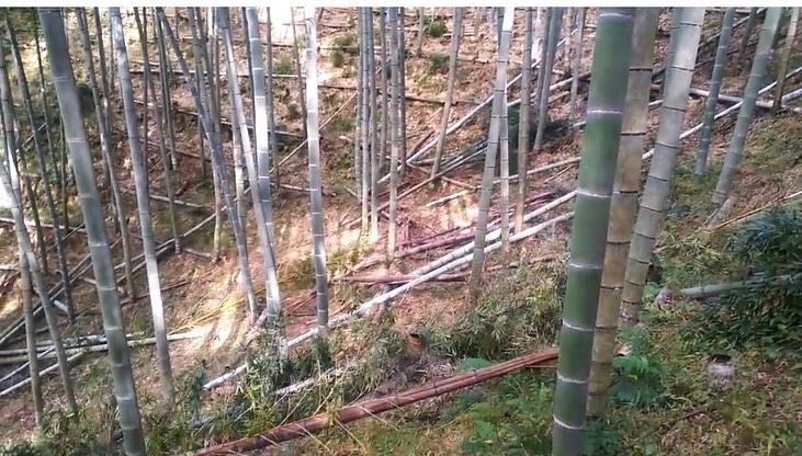 【秋の竹林整備】竹の間伐　竹をどんどん切っていきます