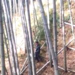 【竹林整備】竹おろし（竹搬出）