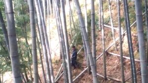 【竹林整備】竹おろし（竹搬出）