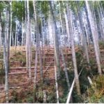 【竹林整備】間伐後の竹の搬出　