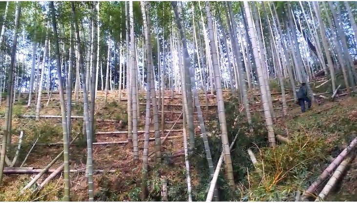 竹の搬出間伐したあと、ある程度の長さにさらに切った竹今度は山の上から下にどんどん下ろしていきます幹の部分や枝葉の部分などさまざまな竹を放り投げたり、引っ張ったりしてどんどん出します一部は加工の材料にもなりますよ〜欲しい方は是非お声がけください#竹 #間伐 #竹林 #竹やぶ #竹林整備 #里山 #たけのこ #農家 #徳島 #阿南 #福井町 #阿波たけのこ農園 #筍姫