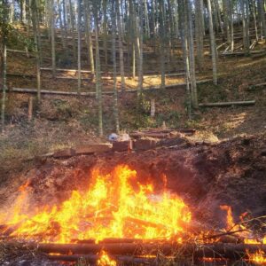 竹やぶ掃除 間伐した竹を焼いていきます