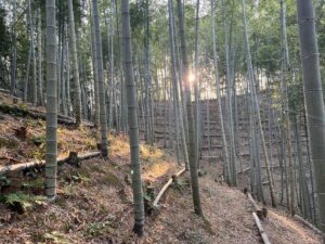 竹林がきれいになってきました！