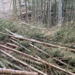 【竹林整備】間伐した竹を焼いたらまた集める
