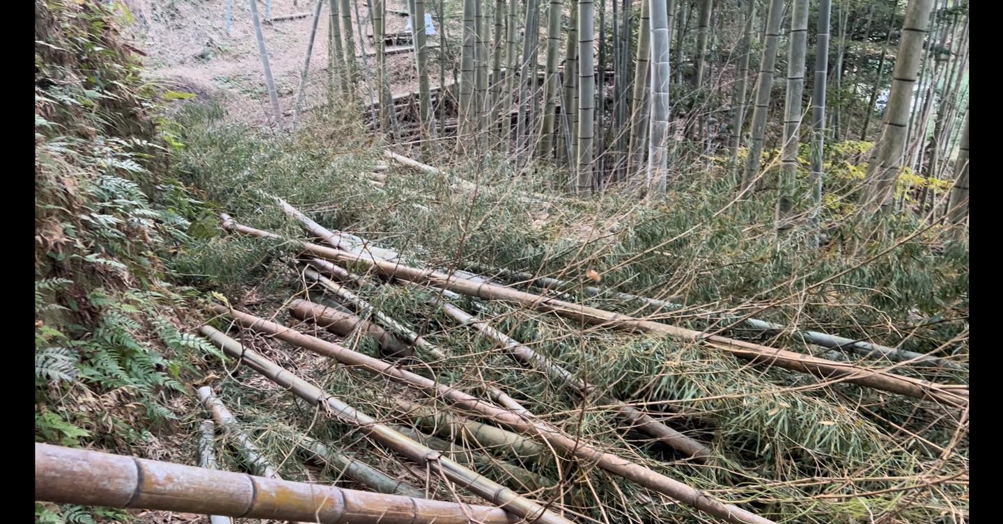 焼いたらまた集める竹林整備はまだまだ終わりません切っている竹の雰囲気もご覧ください年のいった竹を中心に切っていくことで山には若々しく、タケノコをたくさん生み出す竹が残っていきます#竹林 #竹やぶ #竹林整備 #竹 #bamboo #間伐 #里山 #たけのこ #たけのこ生産 #農家 #農業 #林業 #徳島 #阿南 #福井町 #阿波たけのこ農園 #筍姫