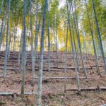 【たけのこ販売】2022シーズンの筍姫の注文受付をスタート！