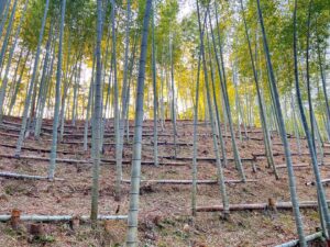 【たけのこ販売】2022シーズンの筍姫の注文受付をスタート！