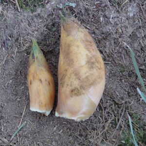 2022筍姫シーズンイン！販売は3月ごろからの予定です♪