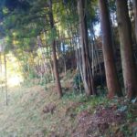 竹林には杉や他の植生も ー里山の遷移を考えるー