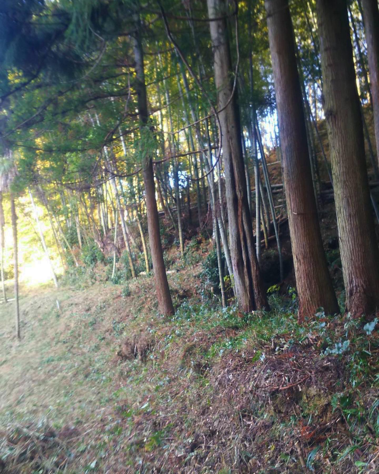 竹林には杉や他の植生も ー里山の遷移を考えるー