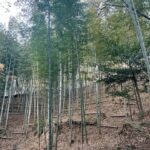 キレイな竹やぶ　たけのこシーズンに向けて心身も準備中
