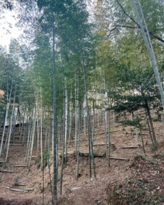 キレイな竹やぶ　たけのこシーズンに向けて心身も準備中