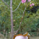 河津桜咲きはじめました♪