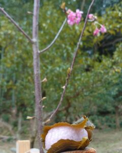 河津桜咲きはじめました♪