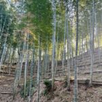 竹やぶ日和 気持ちいい天気♪
