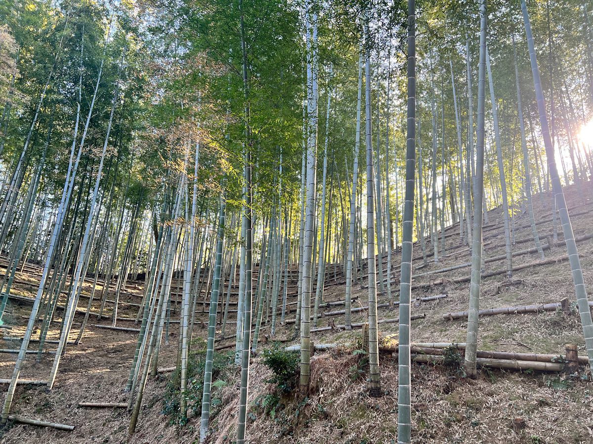 竹やぶ日和#竹 #竹林 #bamboo #たけのこ #里山 #自然 #natural #nature #自然好きな人と繋がりたい #阿波たけのこ農園