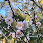 里山に梅がきれいに咲きはじめました〜^^