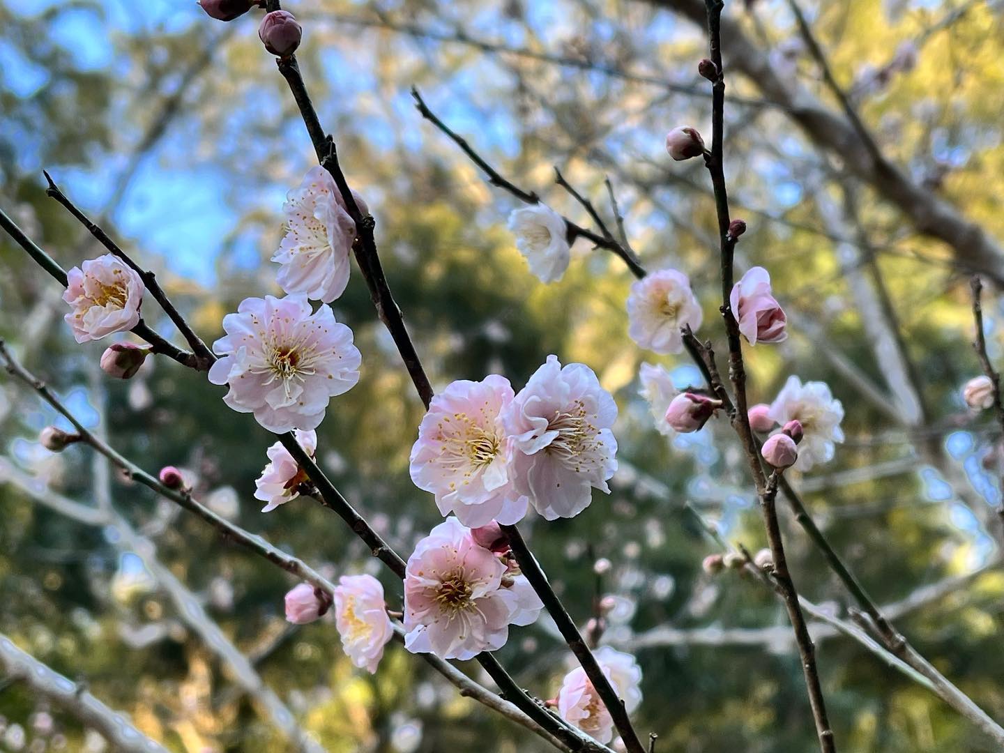梅がきれいに咲きはじめました〜カワイイですね〜️#梅 #花 #flowers #flower #sakura #spring #春 #自然 #里山 #竹林 #日本 #japan #自然好きな人と繋がりたい #阿波たけのこ農園