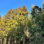 杉の紅葉！？　竹林のまわりの杉が花粉を蓄えています(;^_^A