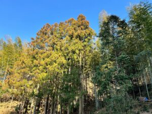 杉の紅葉！？　竹林のまわりの杉が花粉を蓄えています(;^_^A