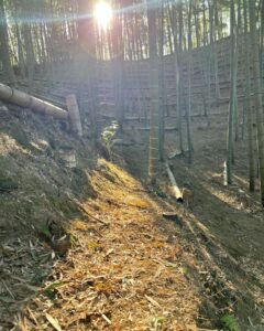 朝活で朝日を浴びながらタケノコ掘り