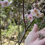 竹林のカエルも冬眠から覚めたみたい -生き物探しも楽しい春♪-