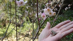 竹林のカエルも冬眠から覚めたみたい -生き物探しも楽しい春♪-