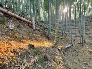 竹林に光がさすところ タケノコ生えてるかな！？