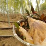 たけのこ掘り　筍姫ちょこちょこ掘れてきました️！